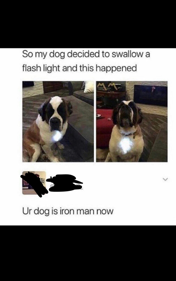 This dog