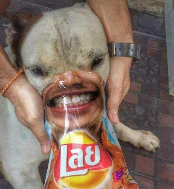 This dog