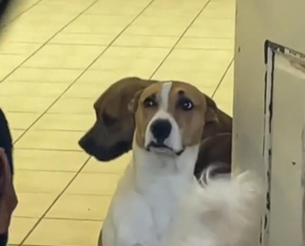 This dog