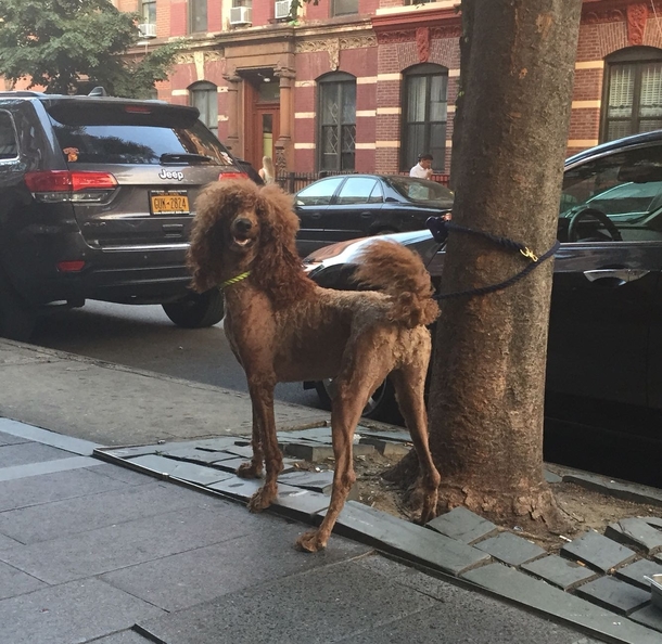 This dog could be the lead singer of an s band