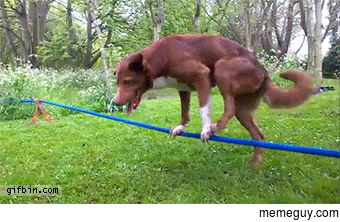 This Dog does handstand on a rope