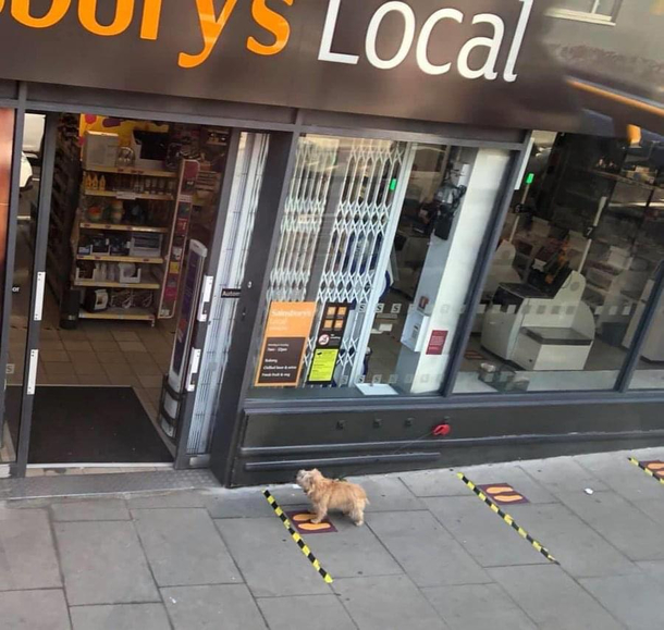 This dog gets it more than some humans Not my photo