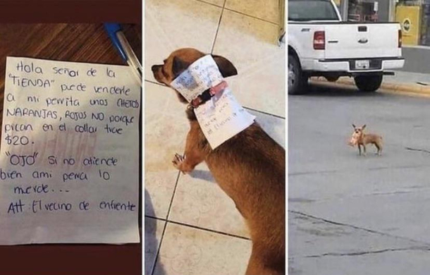 This dog going to the store for hot cheetos