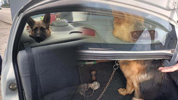 This dog got stuck in the car speakers Hes now a subWoofer