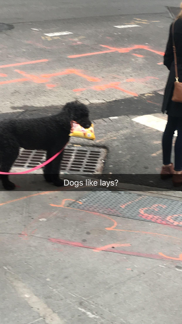 This dog got the munchies