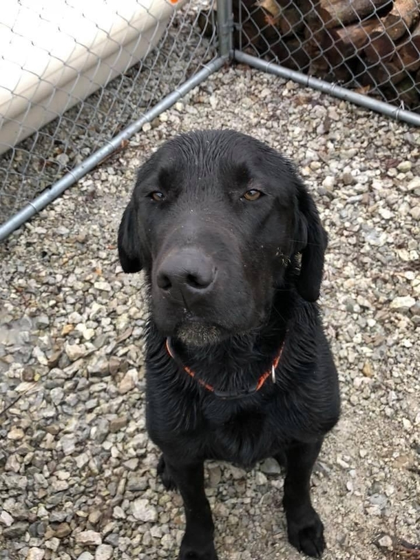 This dog has had enough of your crap