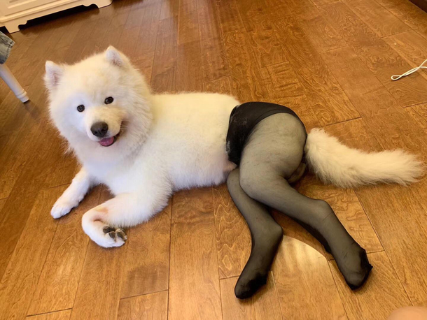 This dog has sexy legs so his owner buy him silky stockings to make him even more sexy