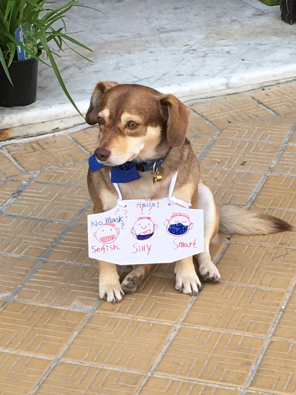 This dog helping to keep everyone safe