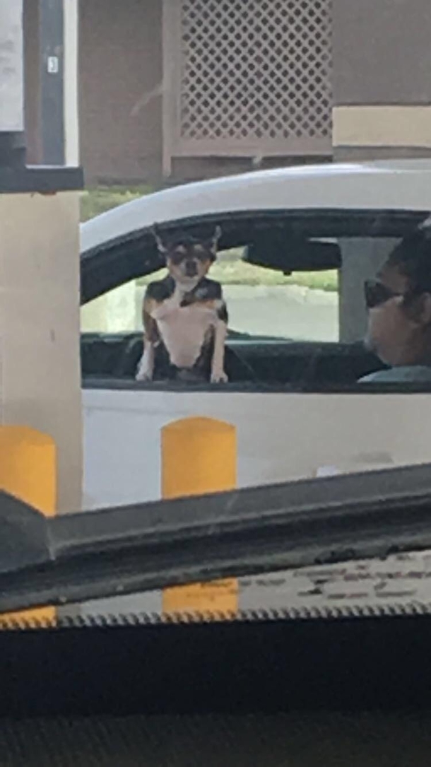 This dog I saw at the drive thru looks like he wants to fight me
