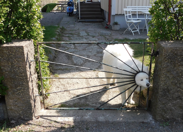 This dog is a bit weird
