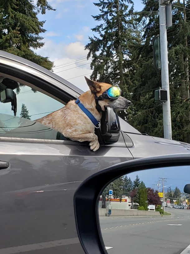 This dog is cooler than everyone