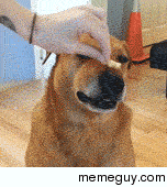 This dog is I dont actually know what its doing
