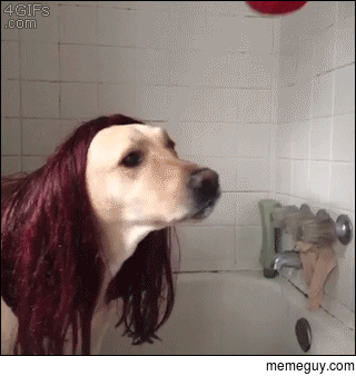 This Dog is in love with the Spiderman