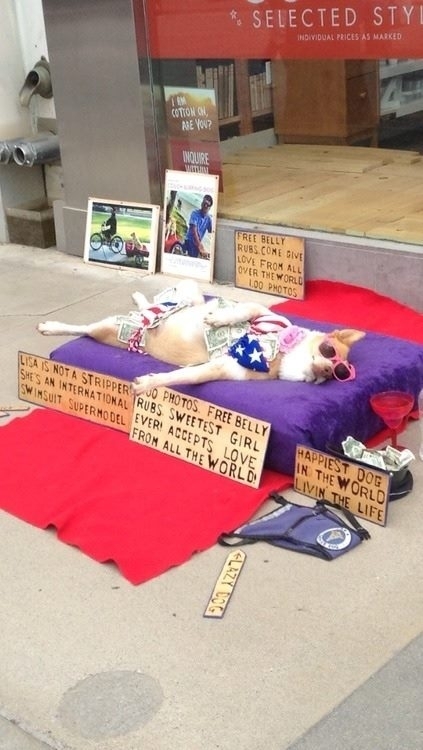 This dog knows whats up