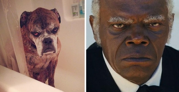 This dog looks like Samuel L Jackson