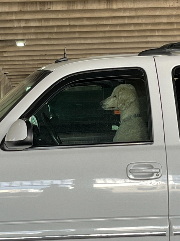 This dog looks like shes tired of daily grind