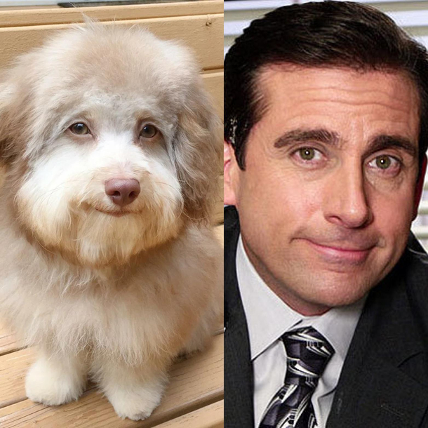 This dog looks like Steve Carell