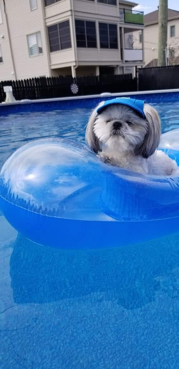 This dog looks like that grandma chilling at the motel pool