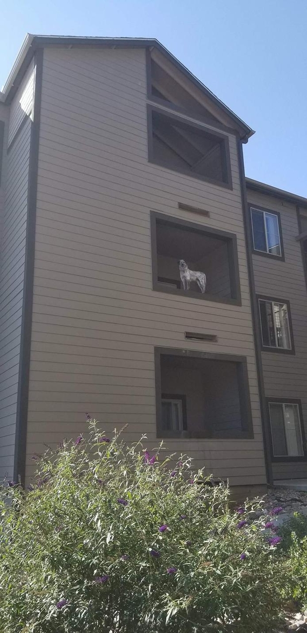 This dog pees off the balcony like this Asserting dominance with his gaze