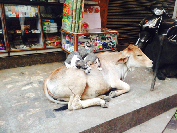 This dog refused to sleep on anything other than a leather bed