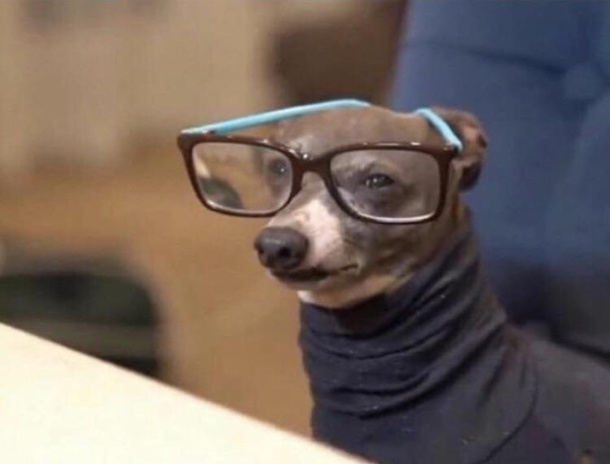 This dog that looks like a librarian also its my first post here go easy on me please