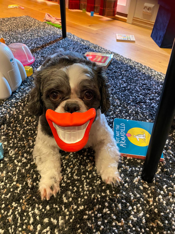 This dog toy