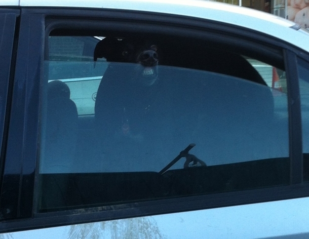 This dog was in the car next to me at a corner store