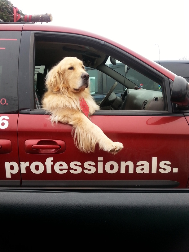 This dog was parked next to me at the grocery store Hes got the look