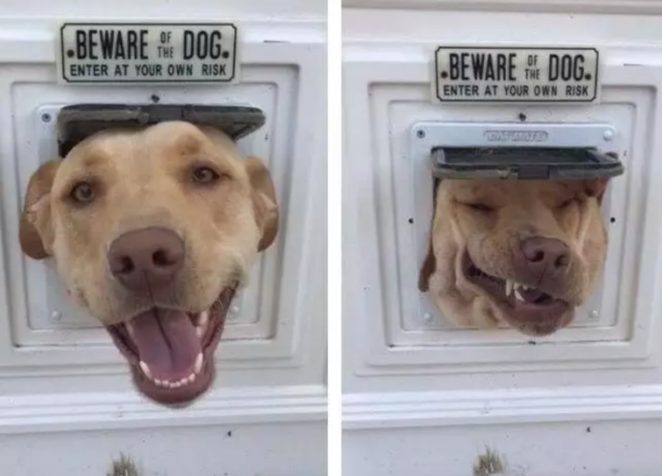 This dog who entered at his own risk