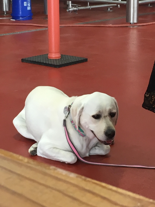 This doggo folds her legs like a Thanksgiving turkey