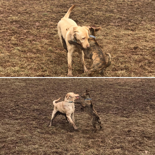This dogs camouflage game is strong