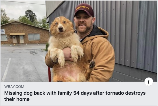 This dogs eyes have seen some crazy shit