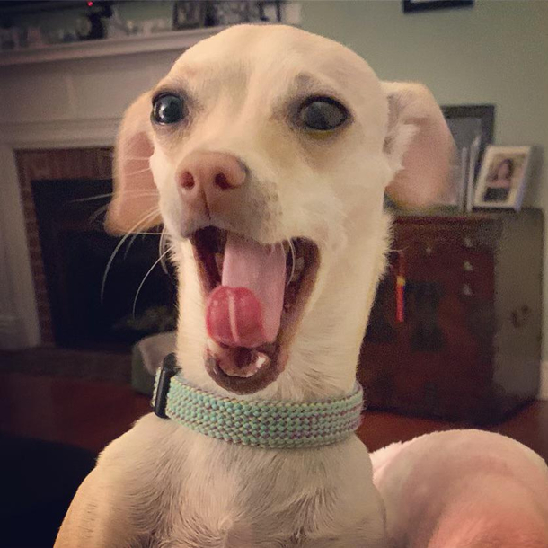 This dogs face