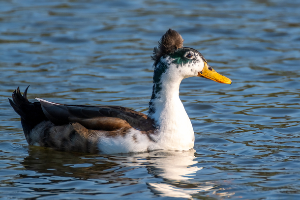 This duck is having a bad hair day but its still smiling