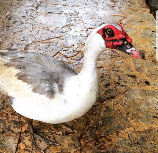 This duck looks like Darth Maul