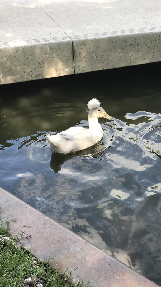 This duck rocks an Afro better than I ever could