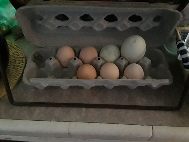 This egg my chicken laid
