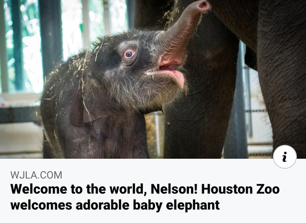 This elephant looks like his mom walked in on him mid-bong hit