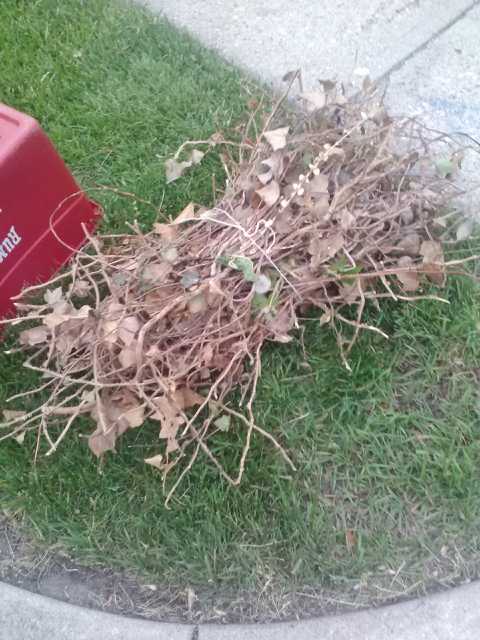 This faggot was just chilling at the end of my driveway this morning