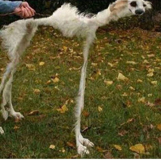 This failed panorama photo of a dog