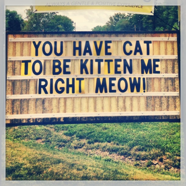 This feed store started hosting  kittens at a time for the local humane society This is their sign as of Friday 