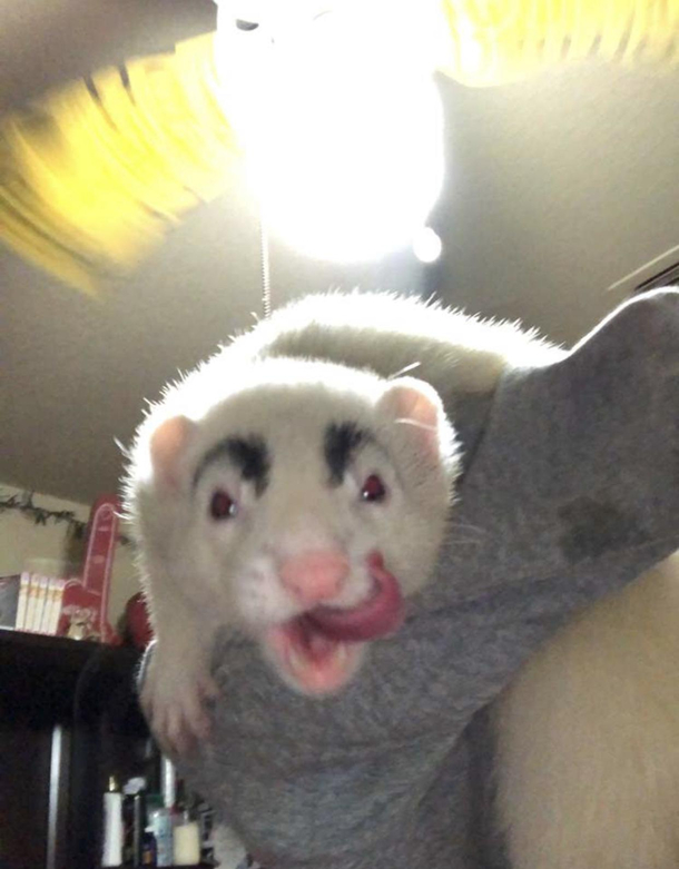 This ferret wasnt in the happiest mood when we got him