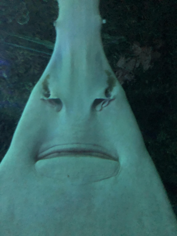 This fish at the Toronto Aquarium looks like an HR manager who is about to deny your vacation request