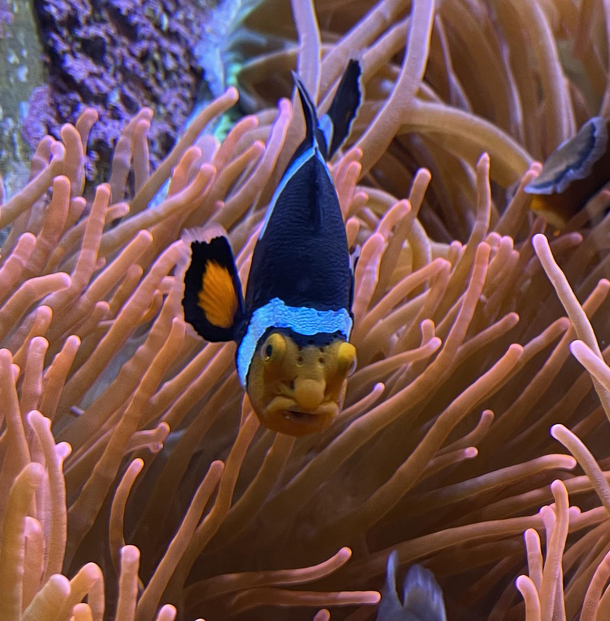 This fishs