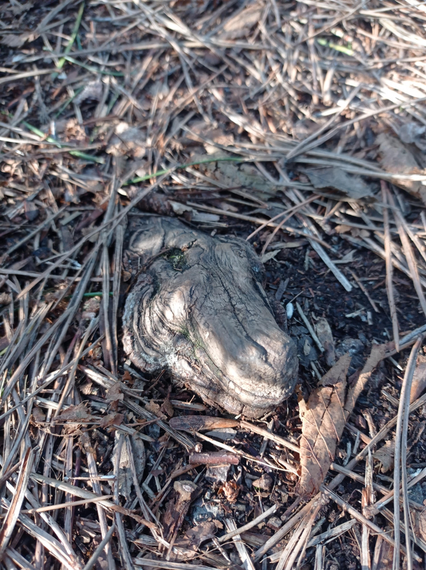This friendly crocodile root