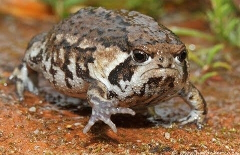 This frog looks like every person whos asked to speak to the manager in a retail setting