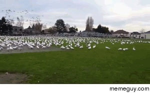 This Geese Tsunami is a shit storm