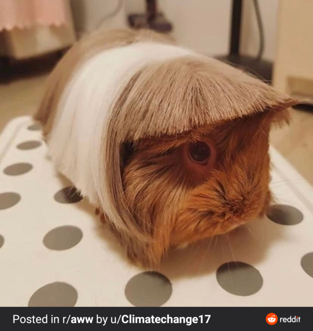This gerbil wants to speak to the manager