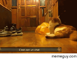 This gif always makes my day