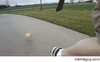 This gif makes me wish I had a little buddy